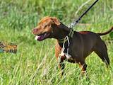 Собаки, щенята Американський стаффордширський тер'єр, ціна 13000 Грн., Фото