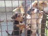 Собаки, щенята Російський хорт, ціна 1500 Грн., Фото