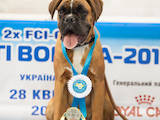 Собаки, щенята Боксер, ціна 30000 Грн., Фото