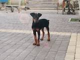 Собаки, щенята Доберман, ціна 3600 Грн., Фото