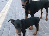 Собаки, щенята Доберман, ціна 3600 Грн., Фото