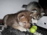 Собаки, щенки Сибирский хаски, цена 2000 Грн., Фото