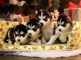 Собаки, щенки Сибирский хаски, цена 2500 Грн., Фото