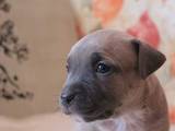 Собаки, щенки Американский стаффордширский терьер, цена 4000 Грн., Фото