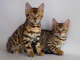 Кошки, котята Бенгальская, цена 10000 Грн., Фото