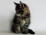 Кошки, котята Мэйн-кун, цена 6500 Грн., Фото