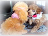 Собаки, щенки Карликовый пудель, цена 5500 Грн., Фото