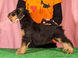 Собаки, щенята Ердельтер'єр, ціна 15000 Грн., Фото