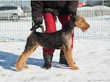 Собаки, щенята Ердельтер'єр, ціна 15000 Грн., Фото