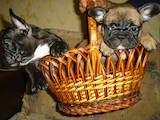 Собаки, щенята Французький бульдог, ціна 10000 Грн., Фото