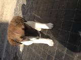 Собаки, щенки Гладкошерстный фокстерьер, цена 500 Грн., Фото