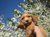 Собаки, щенки Русский спаниель, цена 3500 Грн., Фото
