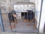 Собаки, щенки Доберман, цена 3500 Грн., Фото