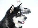 Собаки, щенки Аляскинский маламут, цена 1 Грн., Фото