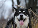 Собаки, щенки Аляскинский маламут, цена 1 Грн., Фото