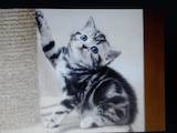Кошки, котята Шотландская короткошерстная, цена 600 Грн., Фото
