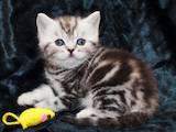 Кошки, котята Шотландская короткошерстная, цена 600 Грн., Фото