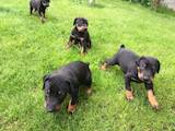 Собаки, щенки Доберман, цена 6500 Грн., Фото