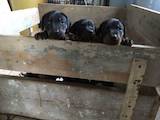 Собаки, щенята Доберман, ціна 6500 Грн., Фото