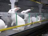 Животноводство Кролиководство, цена 45 Грн., Фото
