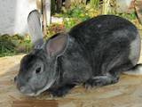 Тваринництво,  Сільгосп тварини Кролики, Нутрії, ціна 450 Грн., Фото