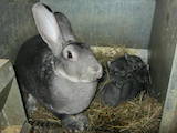 Тваринництво,  Сільгосп тварини Кролики, Нутрії, ціна 450 Грн., Фото