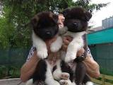 Собаки, щенки Американский акита, цена 25000 Грн., Фото