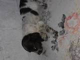 Собаки, щенята Російський спаніель, ціна 1500 Грн., Фото