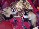 Кішки, кошенята Бірманська, ціна 1200 Грн., Фото