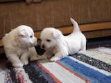 Собаки, щенки Вестхайленд уайт терьер, цена 11000 Грн., Фото