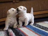 Собаки, щенята Вестхайленд уайт тер'єр, ціна 11000 Грн., Фото