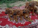 Собаки, щенки Родезийский риджбек, цена 3200 Грн., Фото
