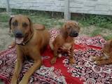 Собаки, щенята Родезійського ріджбек, ціна 3200 Грн., Фото