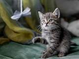 Кішки, кошенята Шотландська висловуха, ціна 1000 Грн., Фото