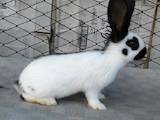 Тваринництво,  Сільгосп тварини Кролики, Нутрії, ціна 400 Грн., Фото
