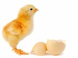 Продовольство Яйця, ціна 8 Грн., Фото