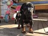 Собаки, щенята Доберман, ціна 4000 Грн., Фото