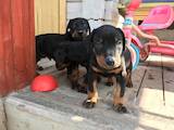 Собаки, щенки Доберман, цена 4000 Грн., Фото