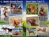 Собаки, щенята Угорська вижла, ціна 20000 Грн., Фото