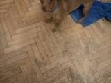 Собаки, щенята Російський гладкошерстий тойтерьер, ціна 400 Грн., Фото