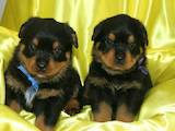 Собаки, щенки Ротвейлер, цена 7800 Грн., Фото