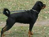 Собаки, щенята Ротвейлер, ціна 7800 Грн., Фото