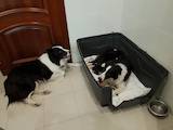 Собаки, щенята Бордерколлі, ціна 15000 Грн., Фото