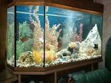 Рыбки, аквариумы Аквариумы и оборудование, цена 5000 Грн., Фото