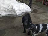 Собаки, щенята Російський спаніель, ціна 500 Грн., Фото