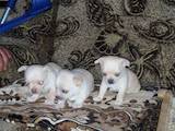 Собаки, щенки Чихуа-хуа, цена 4000 Грн., Фото