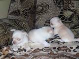 Собаки, щенята Чихуа-хуа, ціна 4000 Грн., Фото