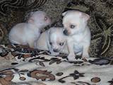 Собаки, щенята Чихуа-хуа, ціна 4000 Грн., Фото