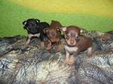 Собаки, щенки Русский гладкошерстный тойтерьер, цена 2000 Грн., Фото