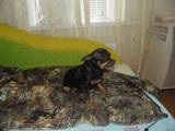 Собаки, щенята Російський гладкошерстий тойтерьер, ціна 2000 Грн., Фото